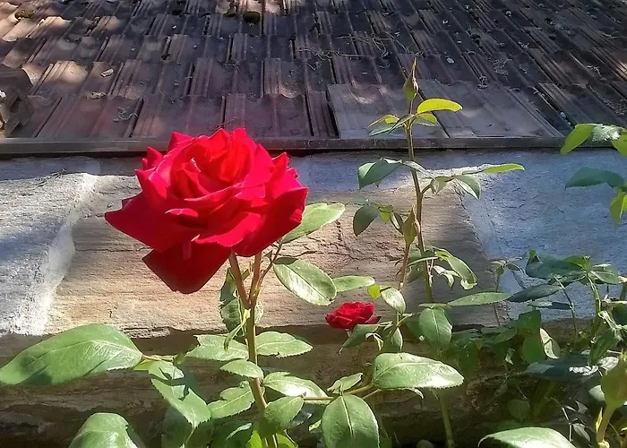 La Casa Di Monica E Luciano Stresa